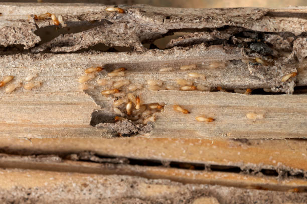 Best Pest Control for Restaurants  in Eatonton, GA